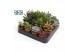 Succulenten mix Succulenten Mix3 pp 