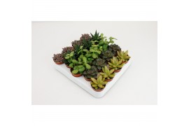 Succulenten mix Succulenten Op Rij3 pp