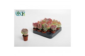 Kalanchoe thyrsiflora kalanchoë Thyrsiflora ( red lips )1 pp