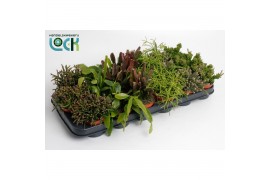 Rhipsalis rhipsalis mix