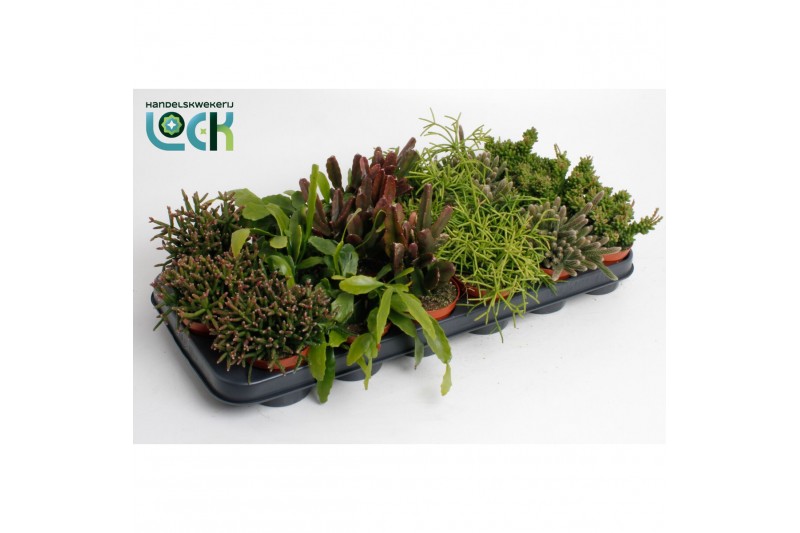 Rhipsalis rhipsalis mix 