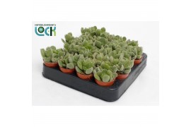 Cotyledon ladysmithiensis