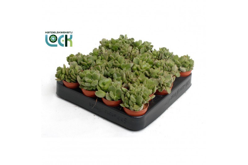 Cotyledon ladysmithiensis Cotyledon Ladismithiensis tanz 