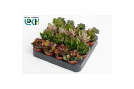 Crassula Crassula Mix