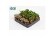 Crassula Crassula Mix 