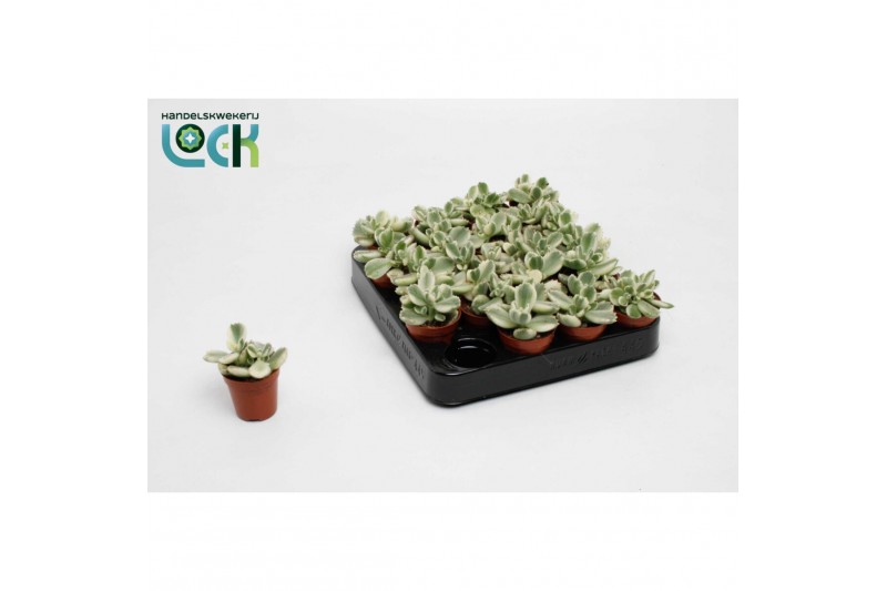 Succulenten cotyledon ladismithiensis Varigata 