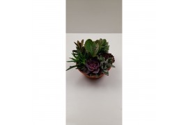 Succulenten Succulenten mix in voorjaarss8 pp