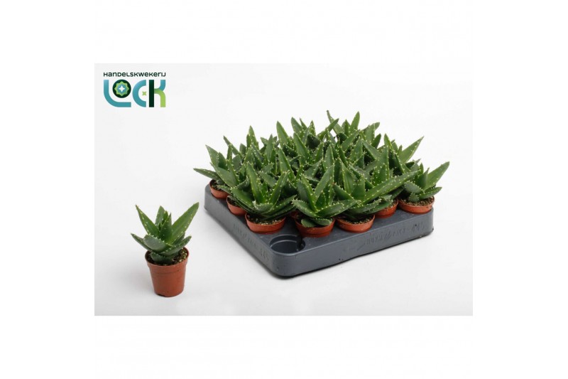 Aloe Aloë Mitriformis (Perfoliata) 