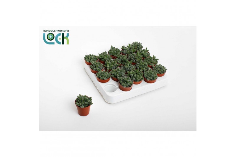 Succulenten Delosperma Echinatum tanz3 pp 