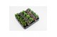 Succulenten Tanz Succulenten op Rij3 pp 