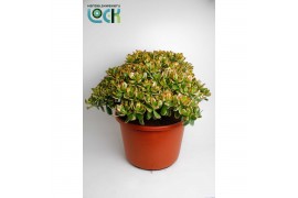 Crassula Crassula Sunset