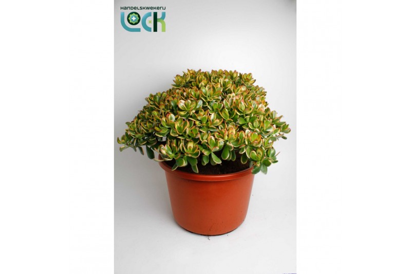 Crassula Crassula Sunset 