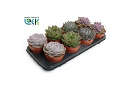 Echeveria zonder bloem Echeveria Mix