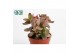 Crassula Crassula Moneymaker Varigata 