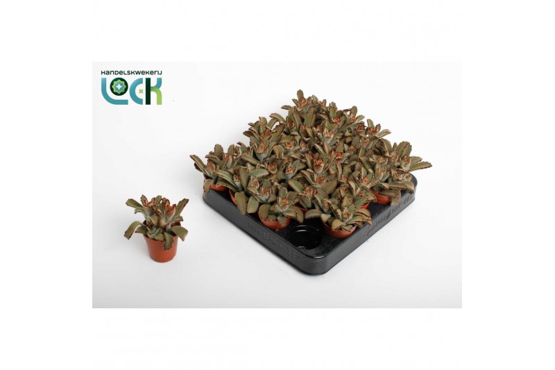 Succulenten Kalanchoë Tomentosa brown1 pp 