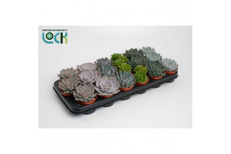 Echeveria zonder bloem echeveria special mix 