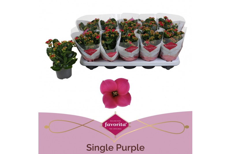 Kalanchoe thalia Kalanchoe favorita purple stadium 11 pp 