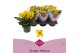 Kalanchoe solana yellow Kalanchoe favorita yellow stadium 11 pp 