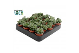 Adromischus cristatus Adromiscus Cristatus