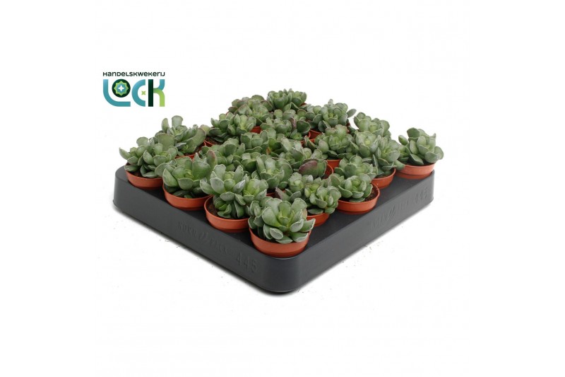 Adromischus cristatus Adromiscus Cristatus 