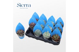 Echeveria mix Echeveria Mix (4spc.) (sierra)1 bl.