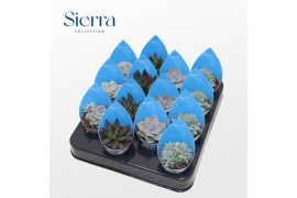 Echeveria mix Echeveria Mix (4spc.) (sierra)