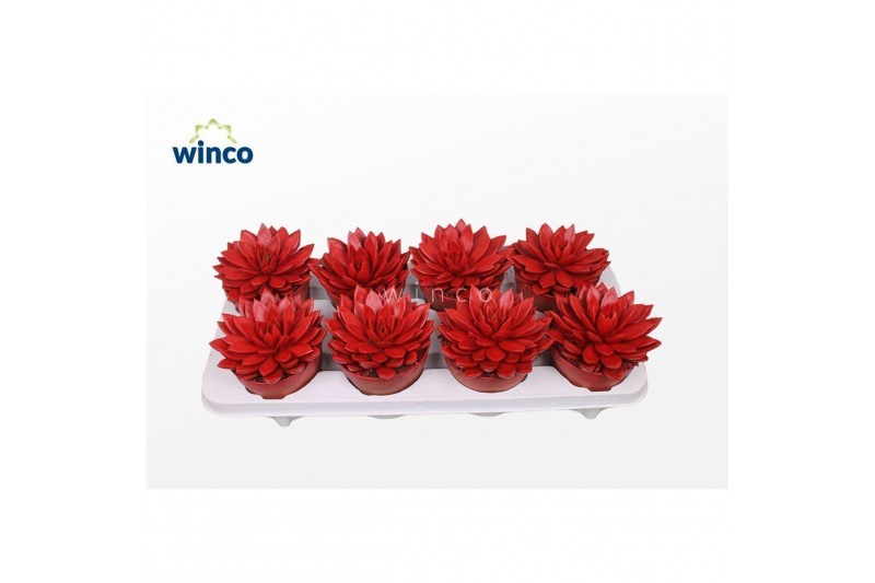 Echeveria agavoides Echeveria Agavoides Paint Red1 bl. 