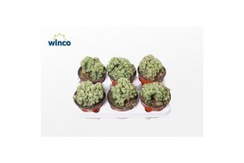 Cereus peruvianus monstrosus Cereus Peruvianus Monstruoza Cristata