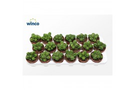 Echinocactus Echinocereus Viereckii Moricalli (group)