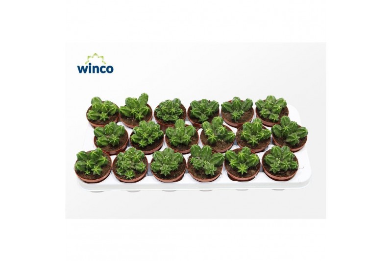 Echinocactus Echinocereus Viereckii Moricalli (group) 