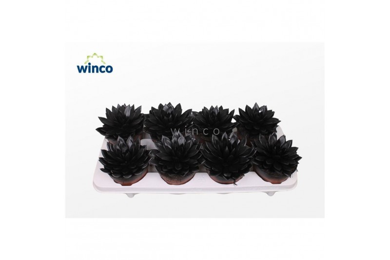 Echeveria agavoides Echeveria Agavoides Paint Black1 bl. 