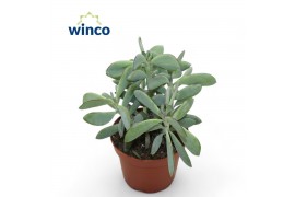 Senecio crassissimus Senecio Crassisimus