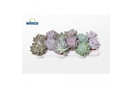 Echeveria mix Echeveria Mix Xl (5 Spc.)