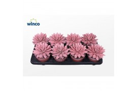 Echeveria agavoides Echeveria Agavoides Paint Pink1 bl.