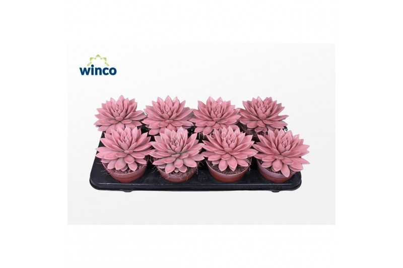 Echeveria agavoides Echeveria Agavoides Paint Pink1 bl. 