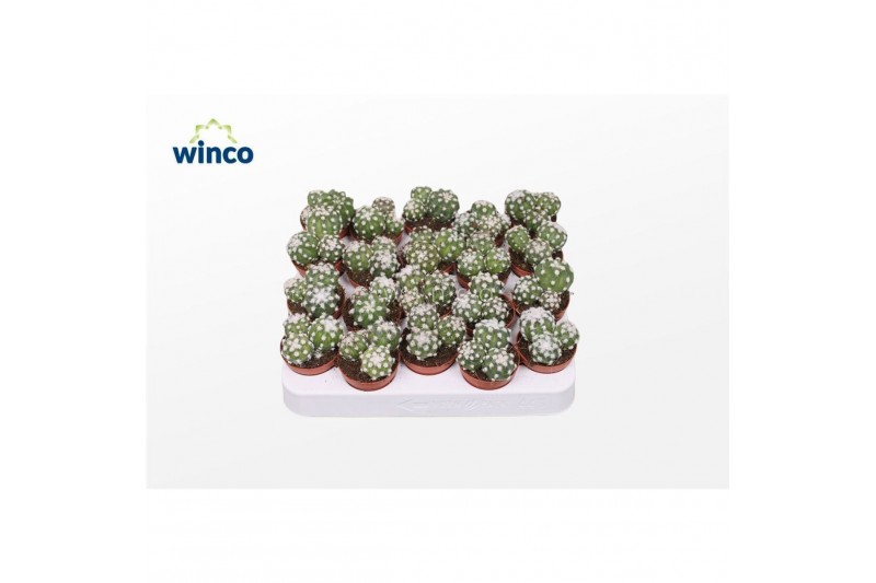 Cactus Echinopsis Subdenudata (group) 