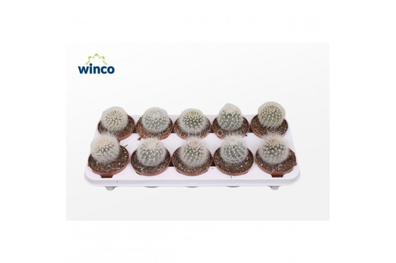 Cactus Neoporteria Senilis 