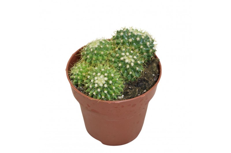 Mammillaria Mammillaria Marksiana (group) 