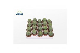 Cactus Matucana Madisoriun