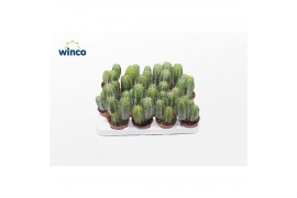 Cactus Polaskia Chichipe