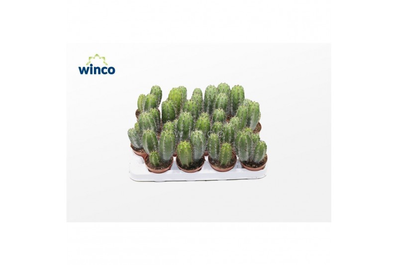 Cactus Polaskia Chichipe 