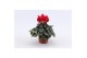 Cyclamen pers. super serie picasso Cyclaam Super Serie Picasso Red22 c 