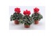 Cyclamen pers. super serie picasso Cyclaam Super Serie Picasso Red22 c 