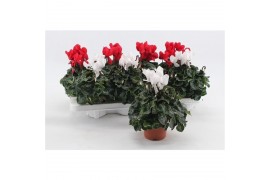 Cyclamen pers. midi super serie macro Cyclaam Macro Red & White22 cm d