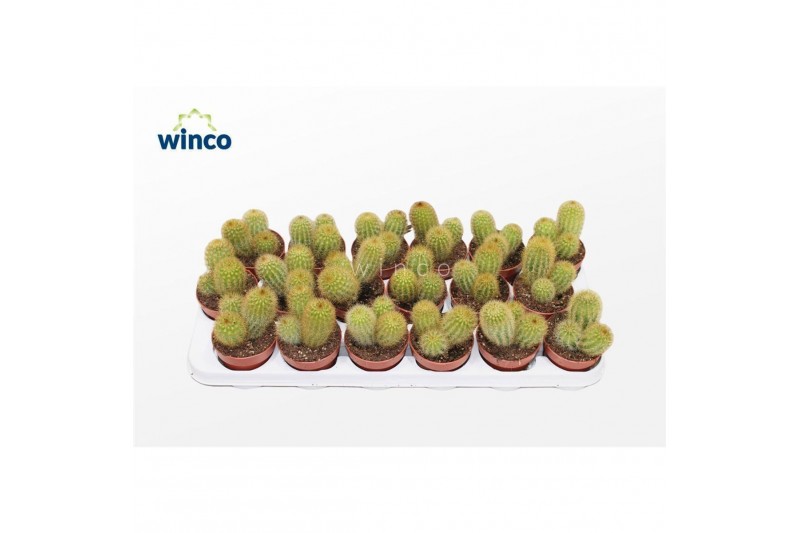 Cactus Vatricania Guentheri 