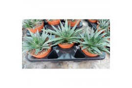 Gasteria carinata var. verrucosa Gasteria Verrucosa