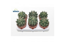 Cactus Ferocactus Horridus Subinermis1 pp