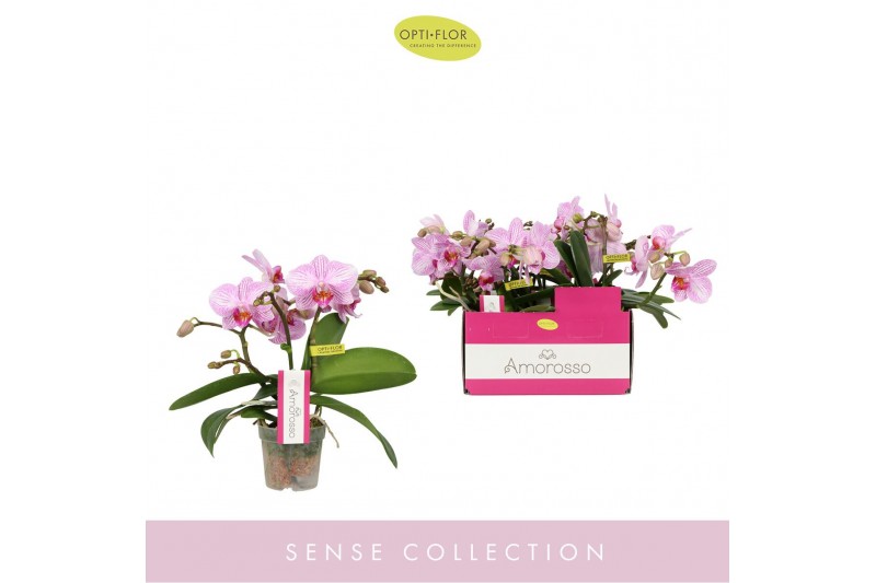 Phalaenopsis multiflora roze Amorosso Merlini 2 spike10 bl. 2 tak/plnt 