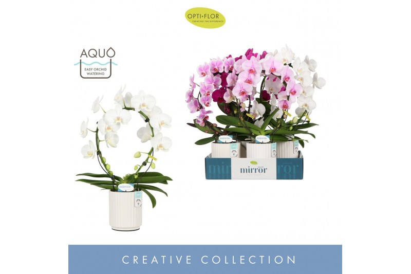 Phalaenopsis mix Mirror Miracle Mix 2 spike in Molise White Aquo15 bl. 