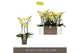Phalaenopsis multiflora geel Optimost Hera 3 spike35 bl. 3 tak/plnt 50